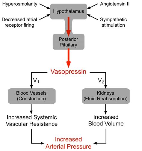 Vasopressin In Men