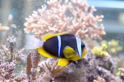 What Clownfish Is Best For My Aquarium Beginners Education Algaebarn What Clownfish Is Best For My Aquarium Beginners Education Algaebarn