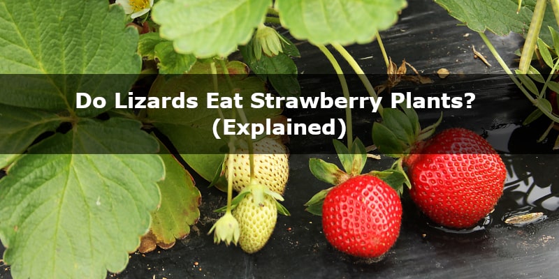 What Do Lizards Eat