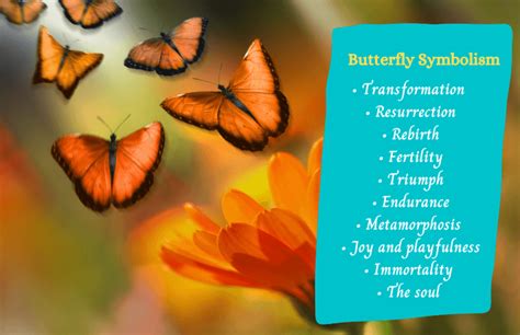 What Does A Butterfly Symbolize