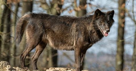 What Is A Dire Wolf Dire Wolf Facts The Habitat What Is A Dire Wolf Dire Wolf Facts The Habitat