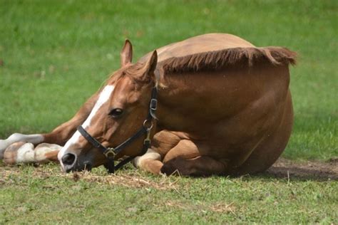 What Is Colic On A Horse