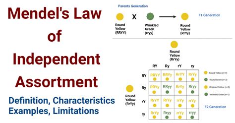 What Is The Law Of Independent Assortment