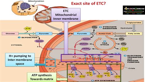 Where Does Etc Occur