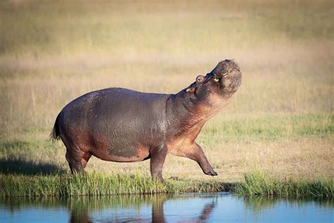 Where To See Hippos With Wilderness Wilderness Where To See Hippos With Wilderness Wilderness