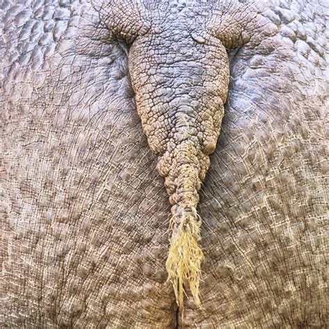 Why Hippos Have Small Ears Fiction Why Hippos Have Small Ears Fiction