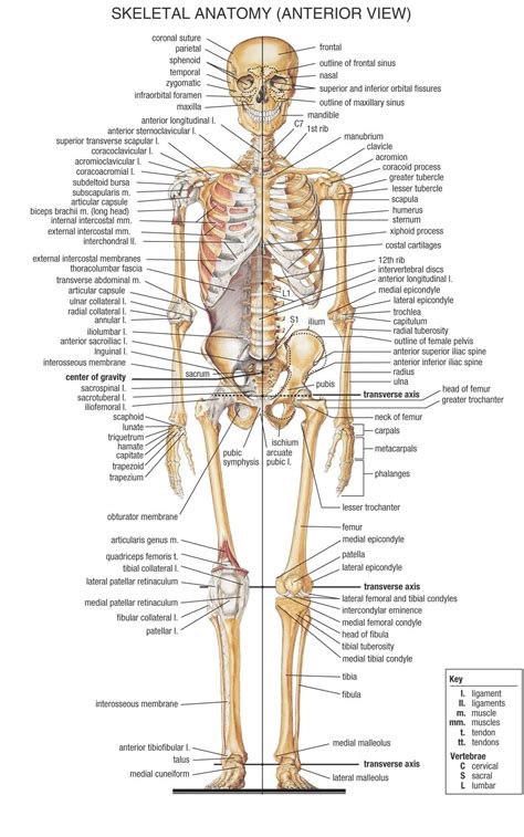 Www Mille Soeren Dk 20 Du Kan Redde Liv 20A Anatomy Pictures 01 Www Mille Soeren Dk 20 Du Kan Redde Liv 20A Anatomy Pictures 01