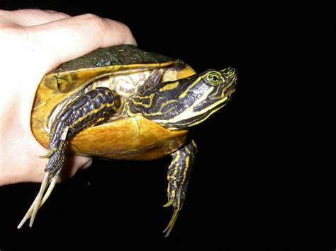 Yellow Bellied Slider Turtle